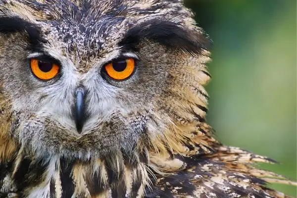 what does it mean to see owl eyes