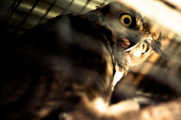 what does owl eye symbolize
