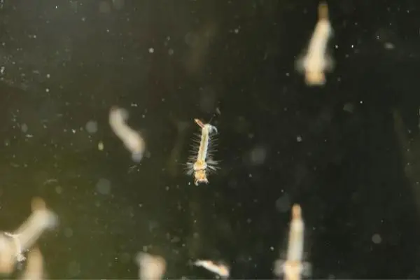 what happens if swallow mosquito larvae