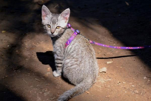 what happens if you look in the eyes of stray cat