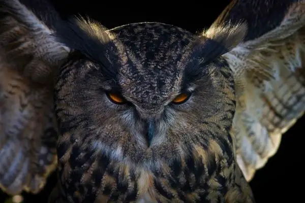 what happens if you see owl at nights