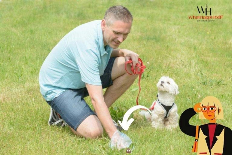 What Happens If You Look At A Dog Poop? (Weird Things about Dog Poop