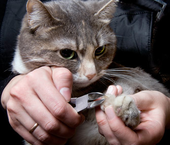 What Happens If You Don'T Trim Your Cat'S Nails