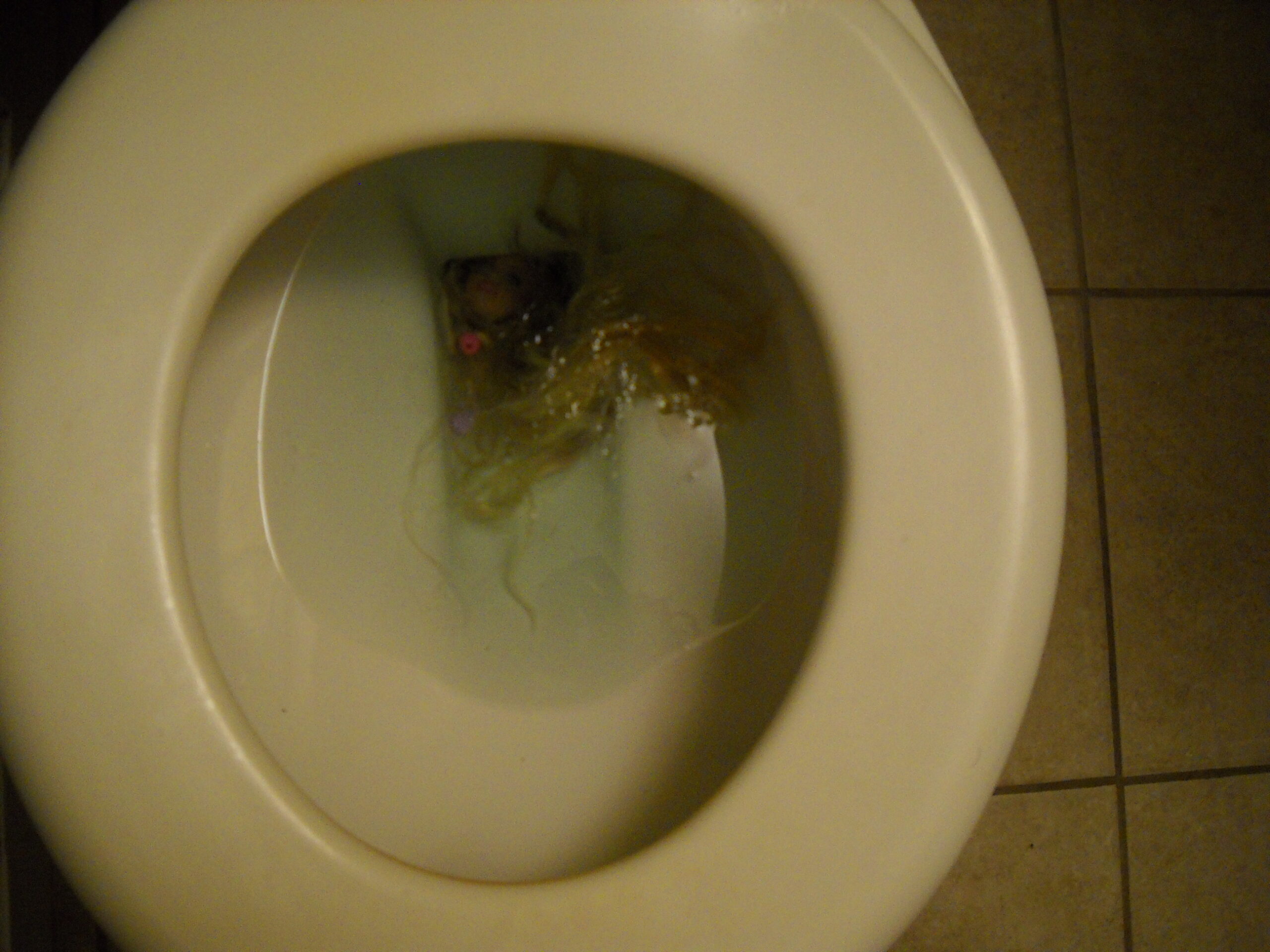 What Happens If You Flush Sperm down the Toilet