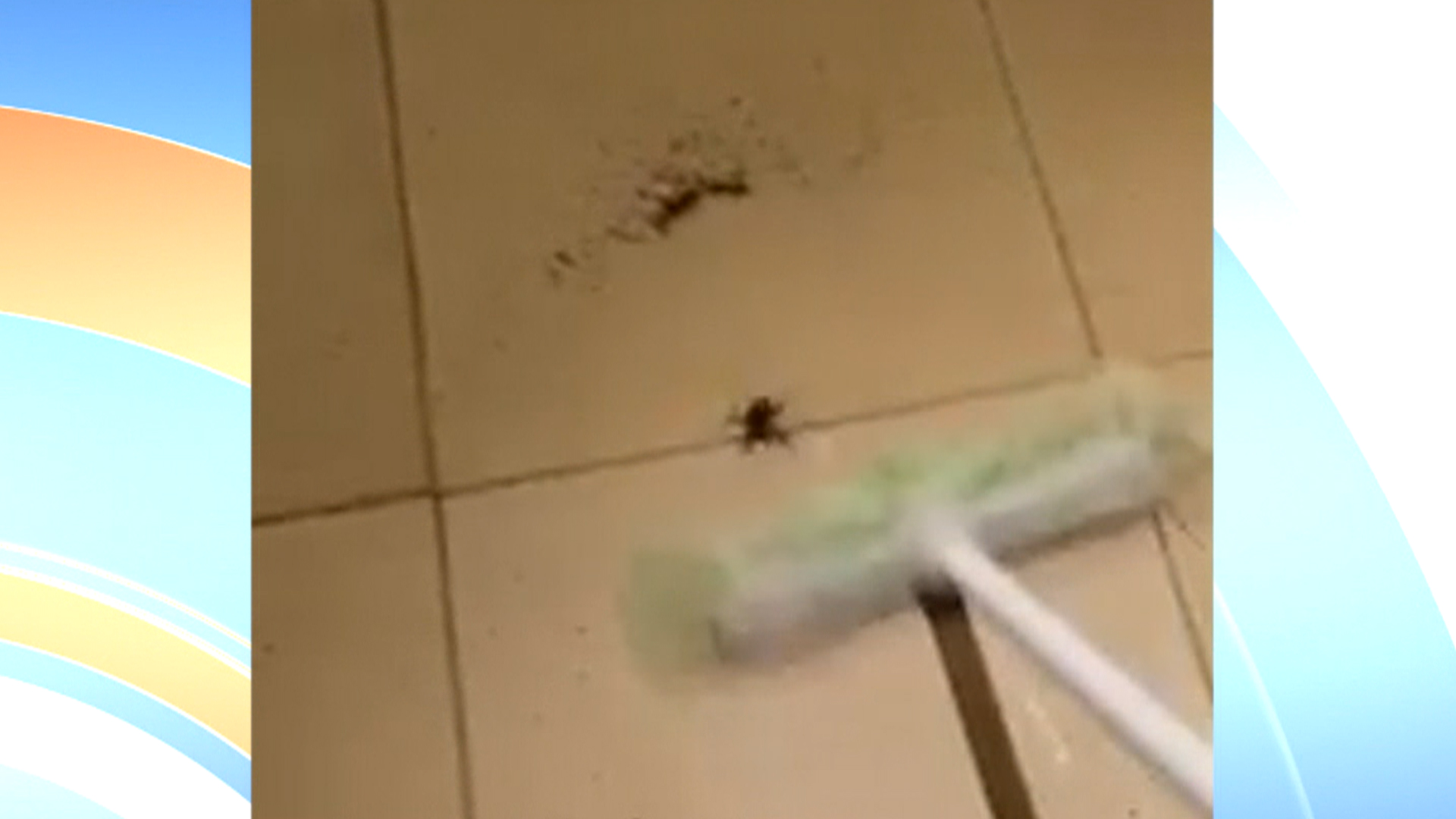 What Happens If You Kill a Pregnant Spider