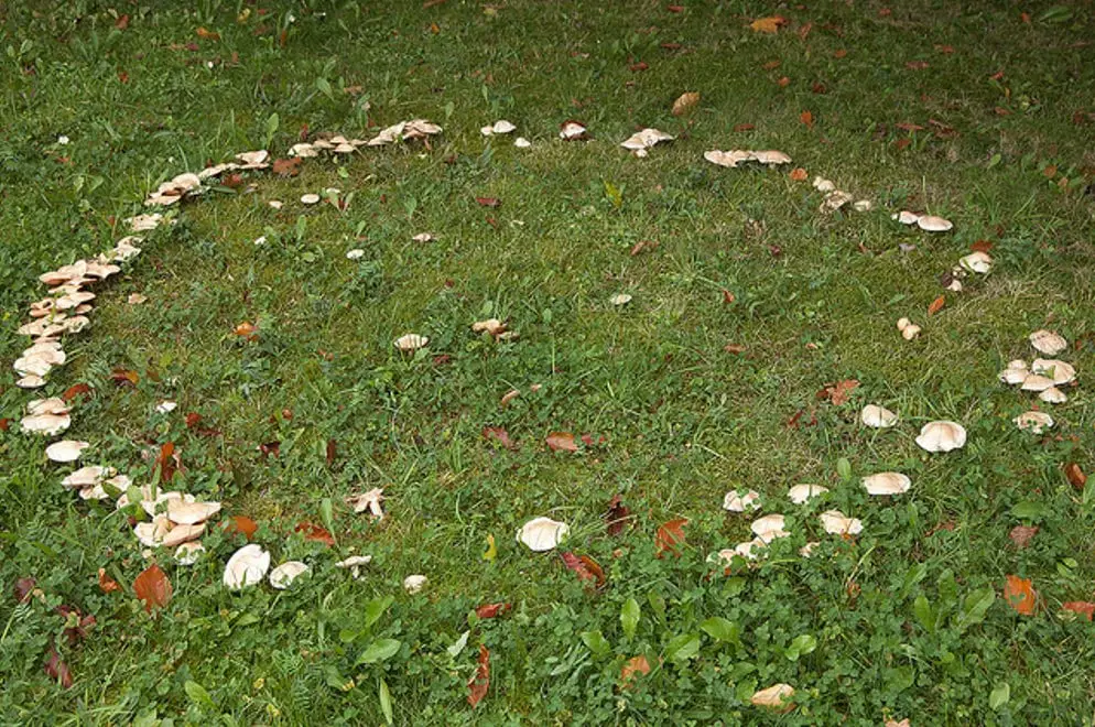 What Happens If You Step in a Fairy Circle