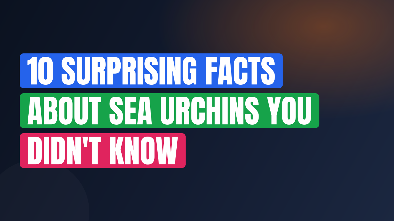 10 Surprising Facts About Sea Urchins You Didn't Know