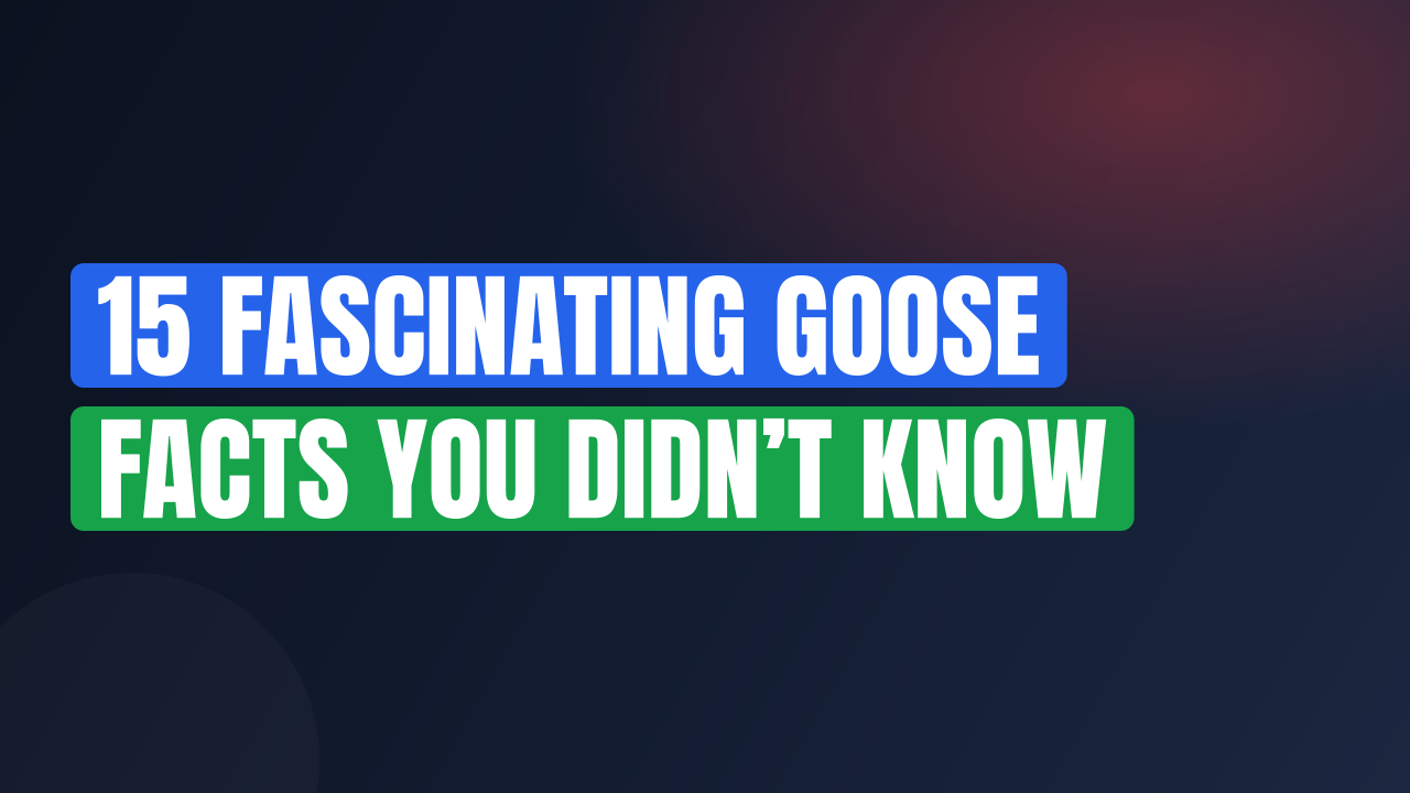 15 Fascinating Goose Facts You Didn’t Know