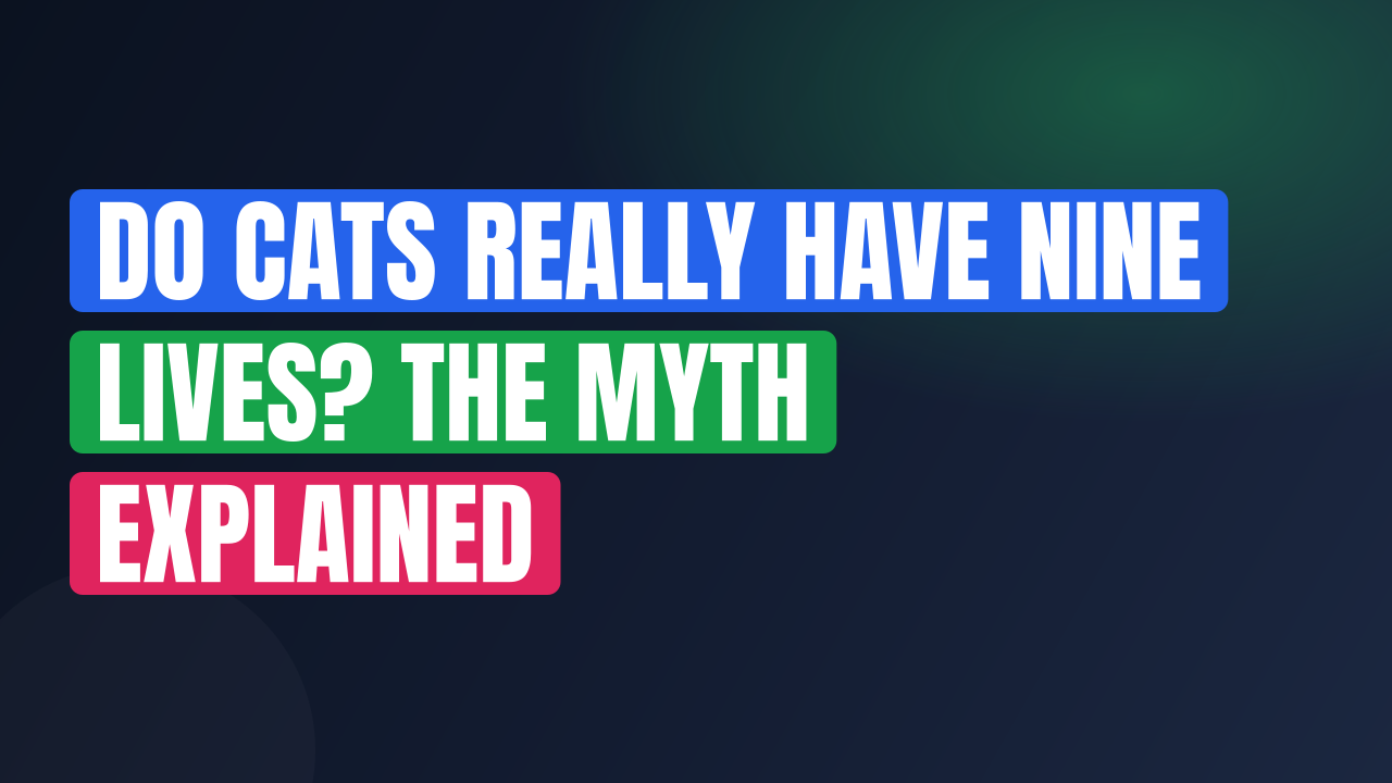 Do Cats Really Have Nine Lives? The Myth Explained