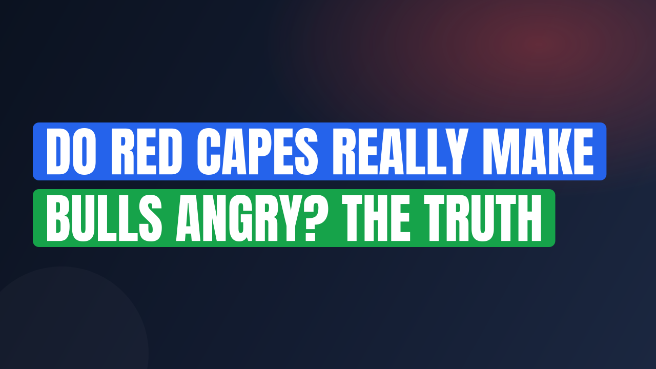 Do Red Capes Really Make Bulls Angry? The Truth