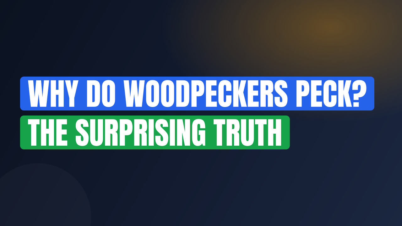 Why Do Woodpeckers Peck? The Surprising Truth